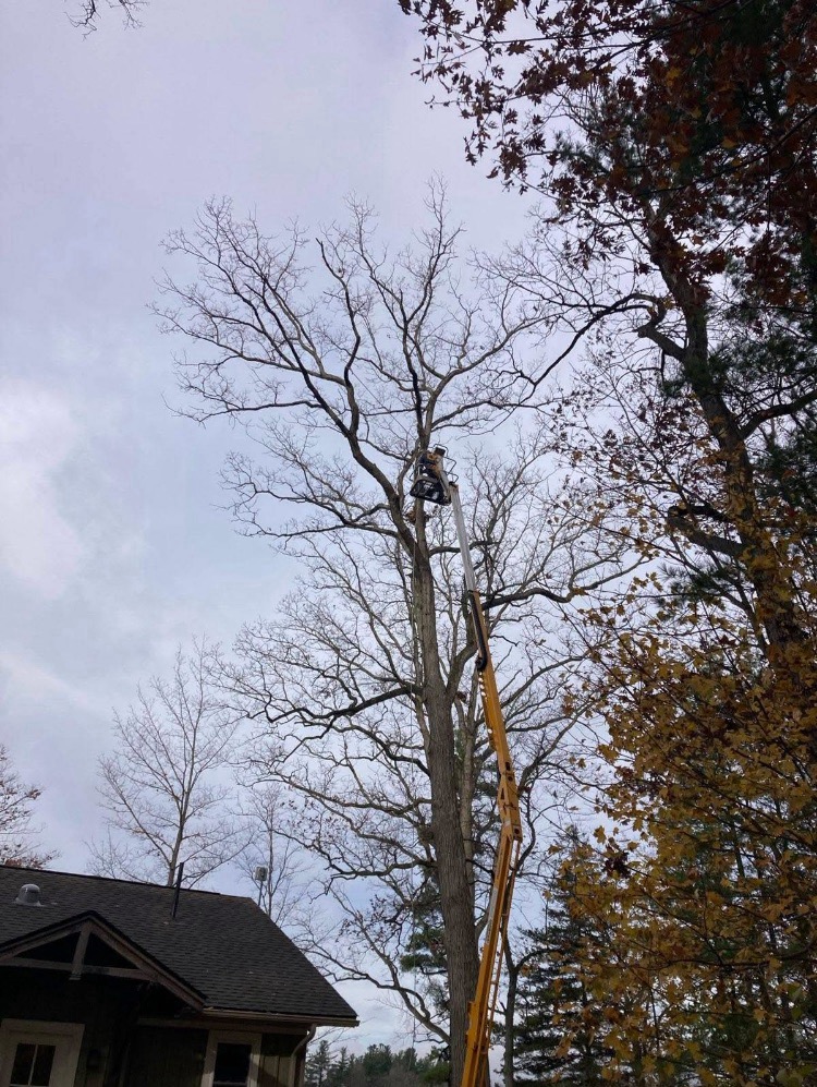 Tree and Limb Removal