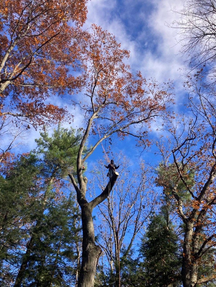 Total Tree Service team at work