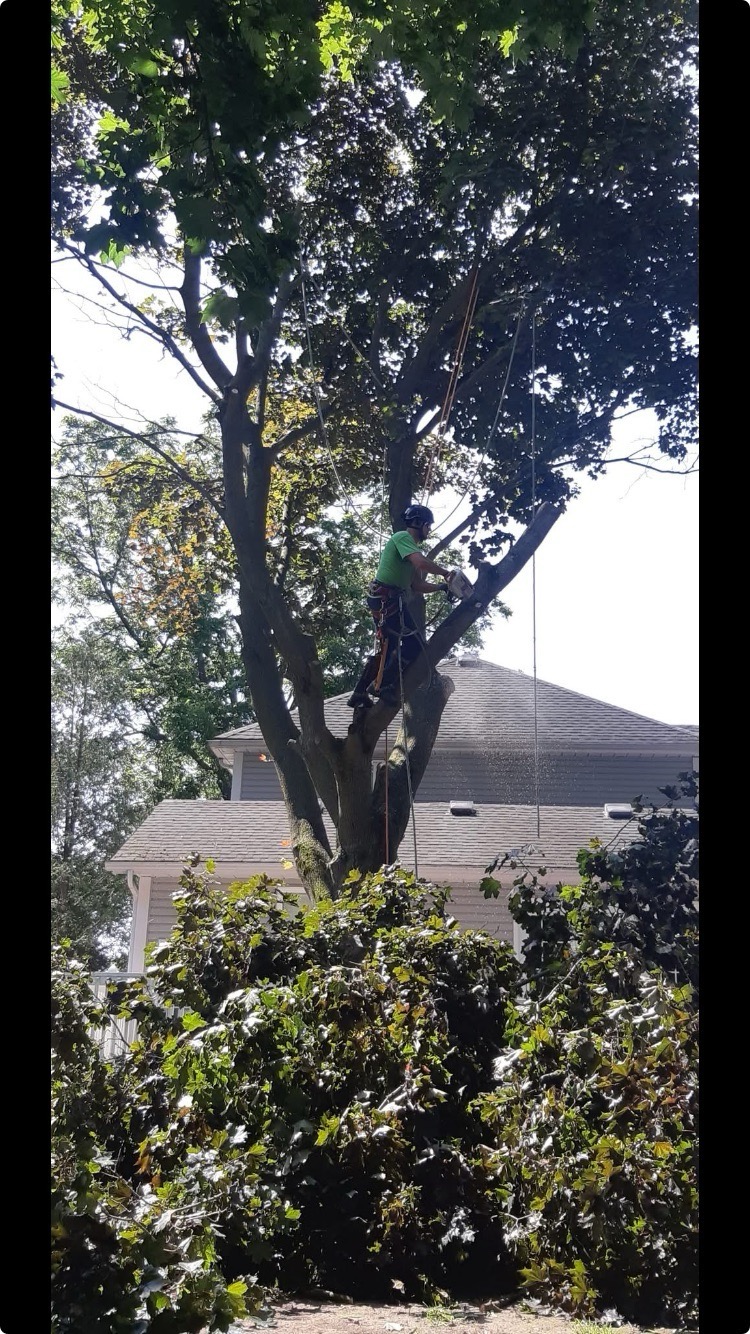 Tree Trimming and Pruning